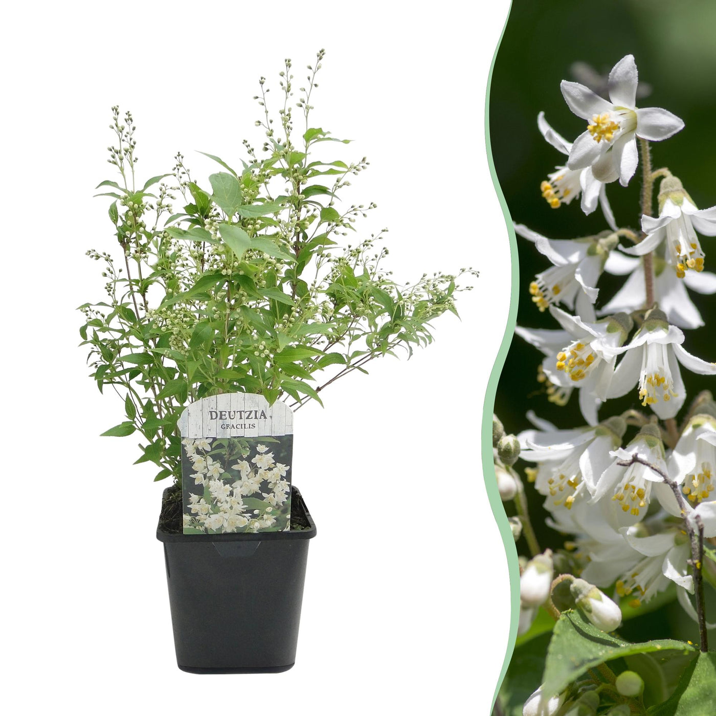 Bruidsbloem - Deutzia gracilis - wit - Ø17cm - ↕45cm