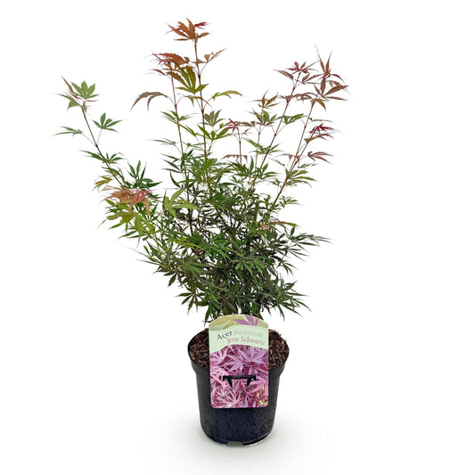 Japanse Esdoorn - Acer palmatum Jerre Swarts - Ø19cm - ↕70cm