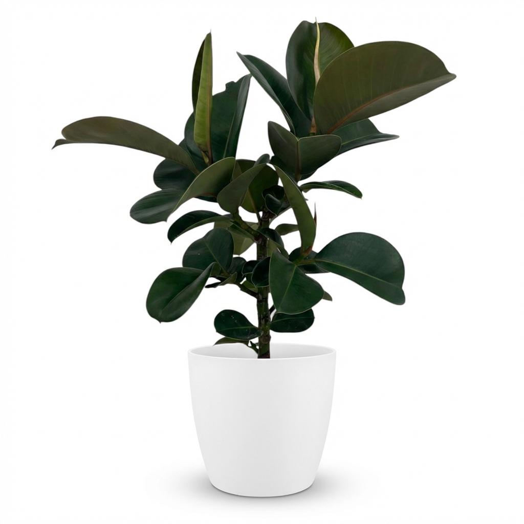 Rubberplant - Ficus elastica Cloe - Ø19cm - ↕65cm