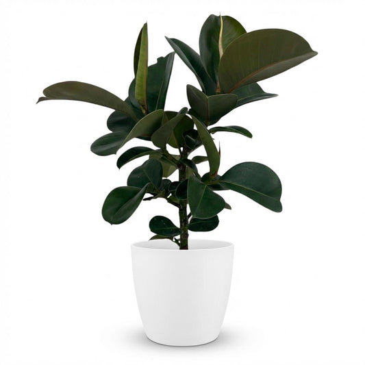 Rubberplant - Ficus elastica Cloe - Ø19cm - ↕65cm