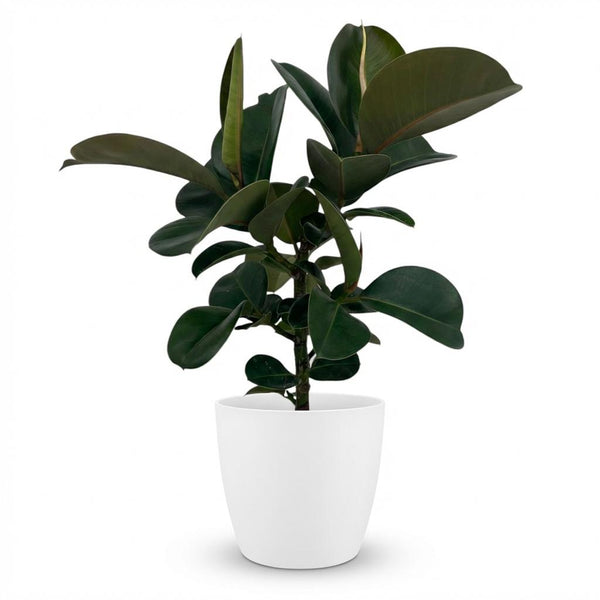Rubberplant - Ficus elastica Cloe - Ø19cm - ↕65cm