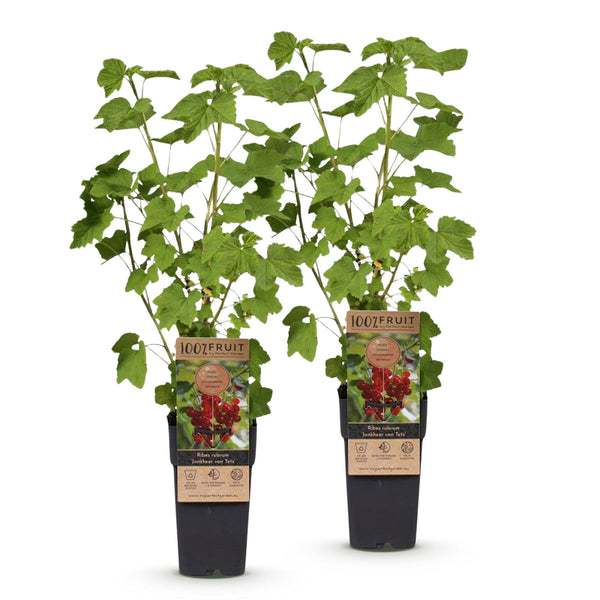 Bessenplant - Ribes rubrum Jonkheer van Tets - Ø15cm - ↕50cm