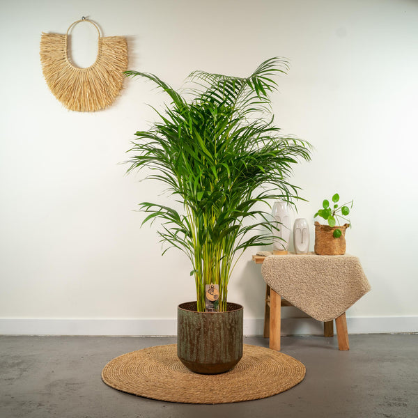 Arecapalm - Areca palm - Ø21cm - ↕130cm
