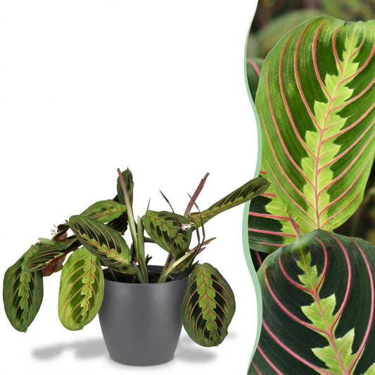 Gebedsplant - Maranta Fascinator Tricolour - Ø12cm - ↕25cm