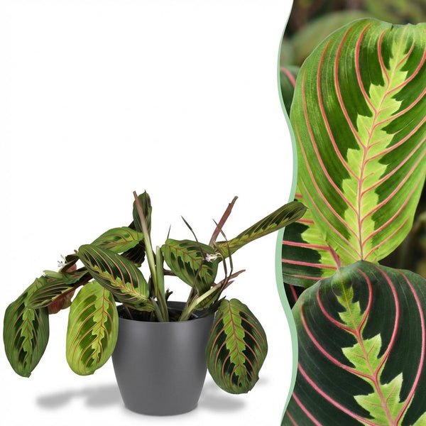 Gebedsplant - Maranta Fascinator Tricolour - Ø12cm - ↕25cm