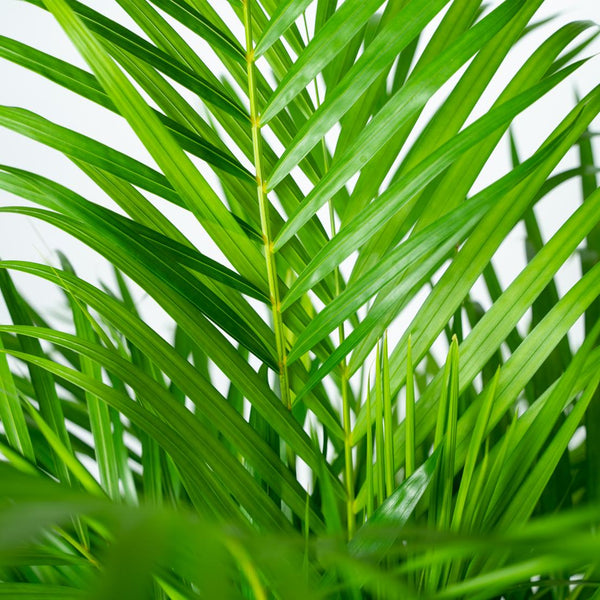 Arecapalm - Areca palm - Ø21cm - ↕100cm