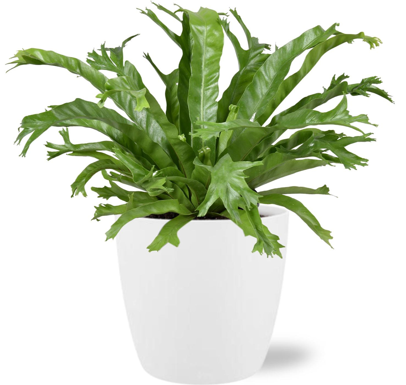 Tongvaren - Asplenium nidus Crissie - incl. Elho Brussels - wit - Ø17cm - ↕40cm