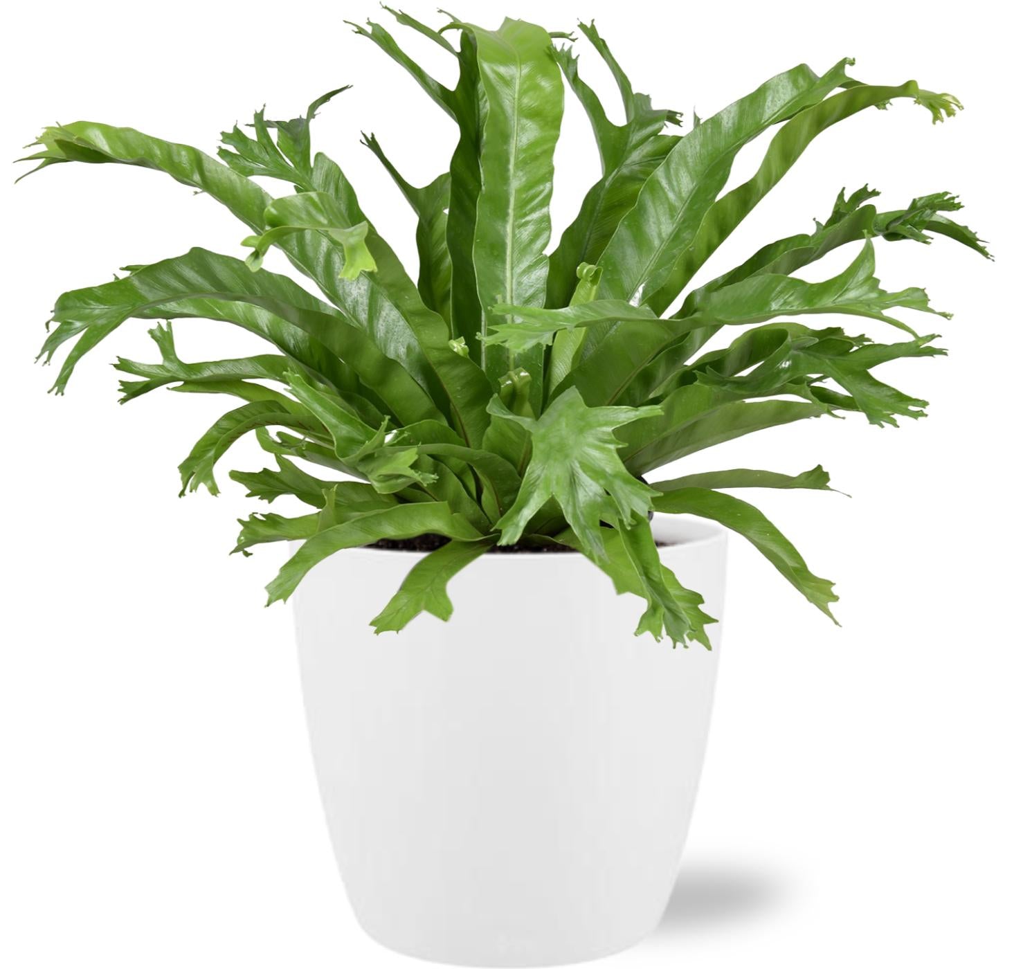 Tongvaren - Asplenium nidus Crissie - Ø17cm - ↕40cm