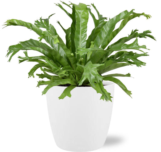 Tongvaren - Asplenium nidus Crissie - Ø17cm - ↕40cm