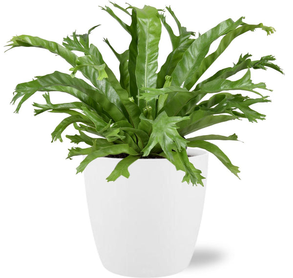 Tongvaren - Asplenium nidus Crissie - incl. Elho Brussels - wit - Ø17cm - ↕40cm