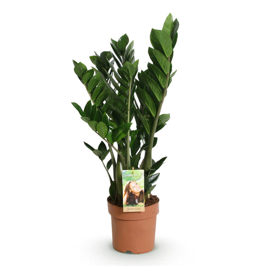ZZ-plant - Zamioculcas - Ø17cm - ↕65-75cm