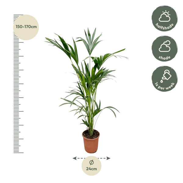 Kentiapalm - Kentia palm - Ø24cm - ↕160cm