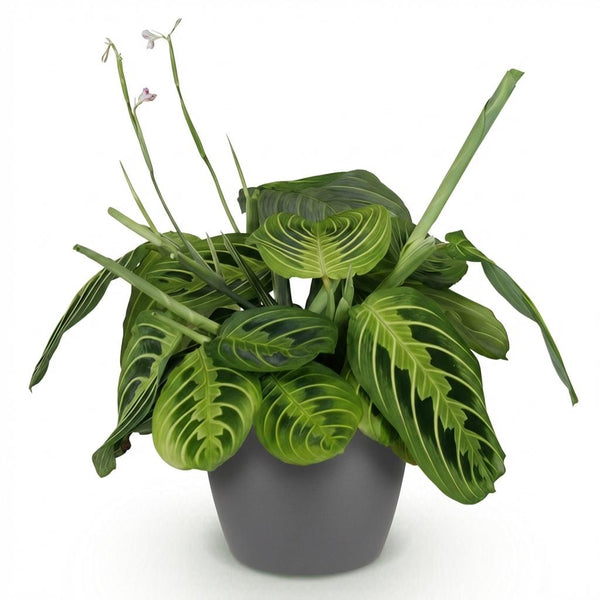 Gebedsplant - Maranta Fascinator Lemon Lime - Ø12cm - ↕25cm