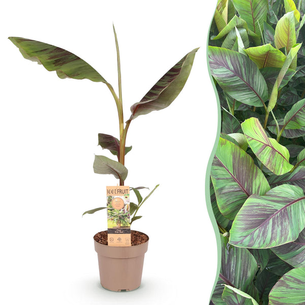 Bananenplant - Musa Ever Red - Ø21cm - ↕90cm