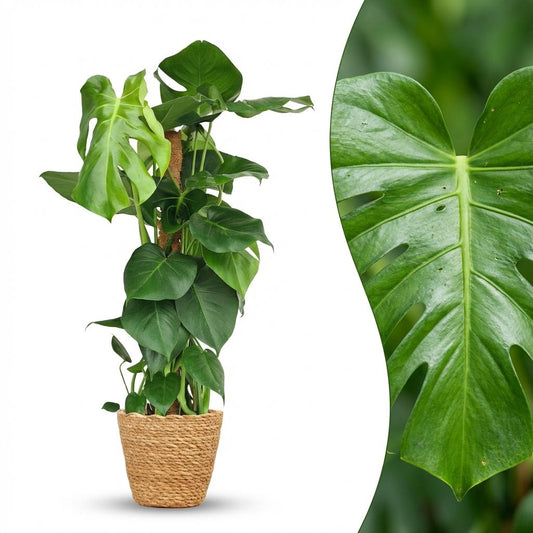 Gatenplant - Monstera deliciosa mosstok - Ø19cm - ↕90cm