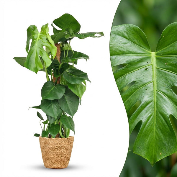Gatenplant - Monstera deliciosa mosstok - Ø19cm - ↕90cm