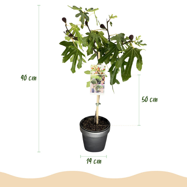 Vijgenboom op stam - Ficus carica Little Miss Figgy - Ø19cm - ↕90cm