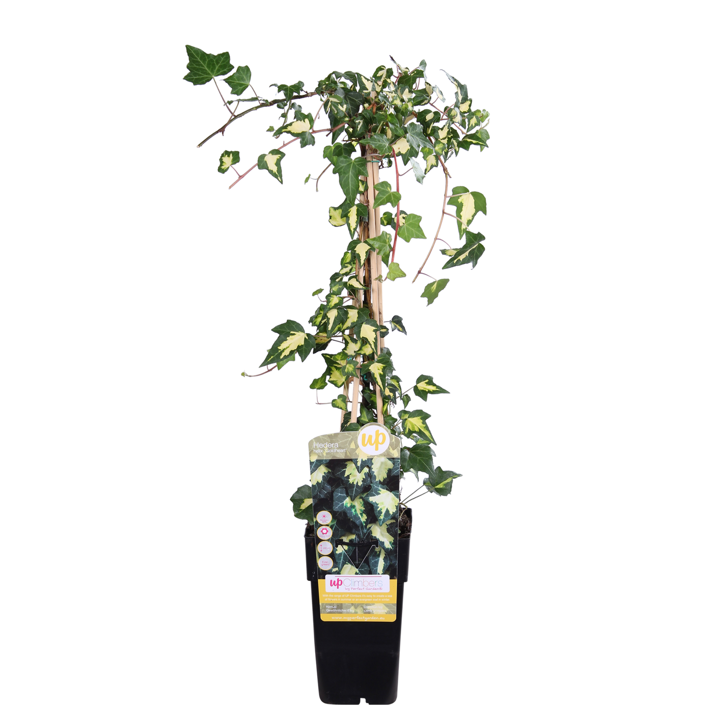 Klimop - Hedera colchica 'Dentata Variegata' - Ø15cm - ↕65cm