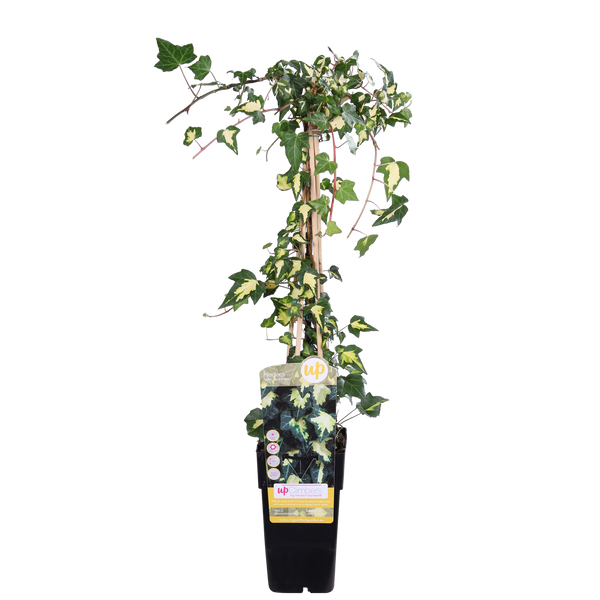 Klimop - Hedera colchica 'Dentata Variegata' - Ø15cm - ↕65cm