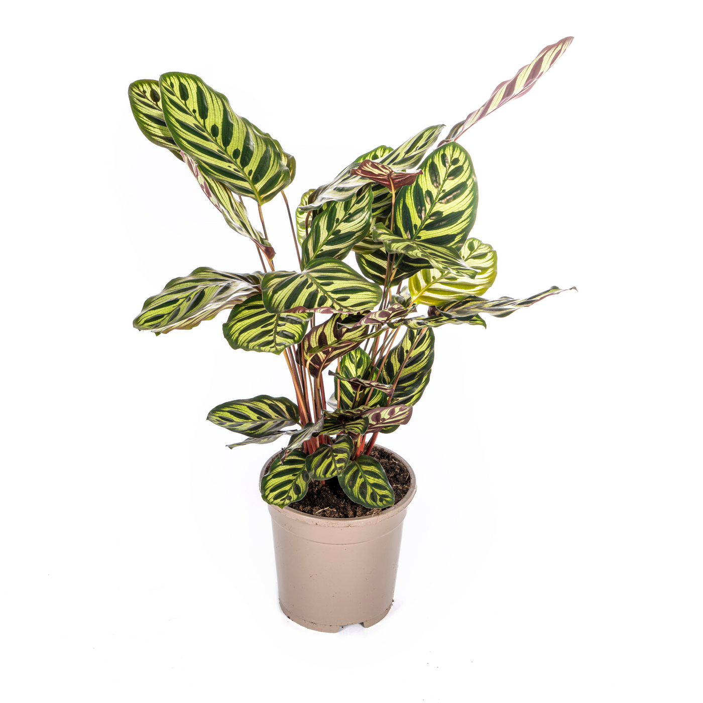 Pauwenplant - Calathea makoyana - Ø17cm - ↕45cm