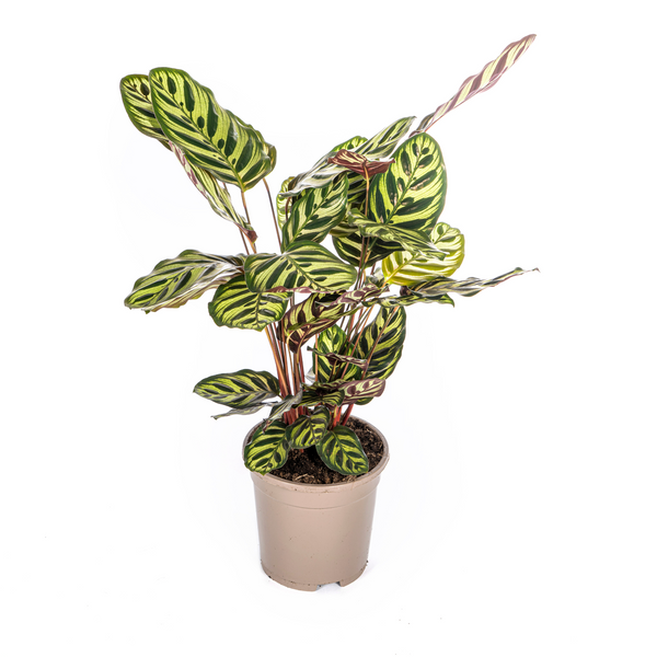 Pauwenplant - Calathea makoyana - Ø17cm - ↕45cm