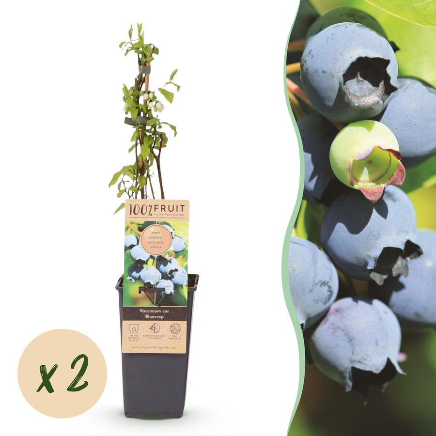 Bosbes - Vaccinium corymbosum Bluecrop - Ø15cm - ↕50cm