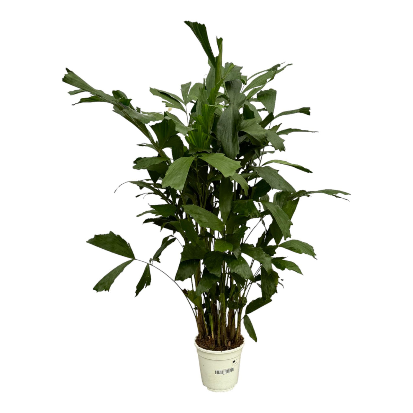 Vissenstaartpalm - Caryota mitis - Ø21cm - ↕120cm