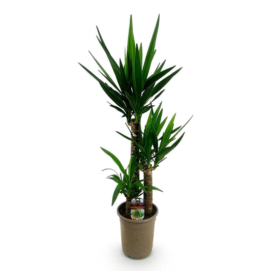 Palmlelie - Yucca elephantipes - Ø21cm - ↕100cm
