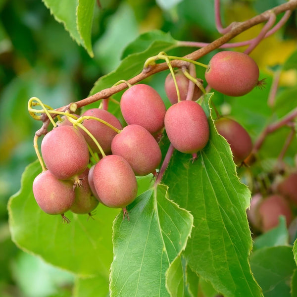 Kiwibesplant - Actinidia arguta Weiki "mannelijk" - rood - Ø15cm - ↕50cm