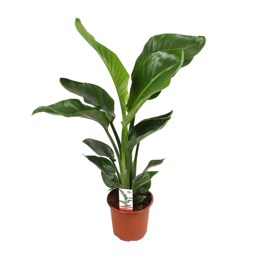 Witte paradijsvogelplant - Strelitzia nicolai - Ø17cm - ↕70cm