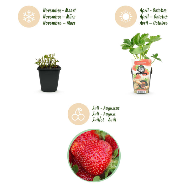 Aardbei - Fragaria Elvira - Ø9cm