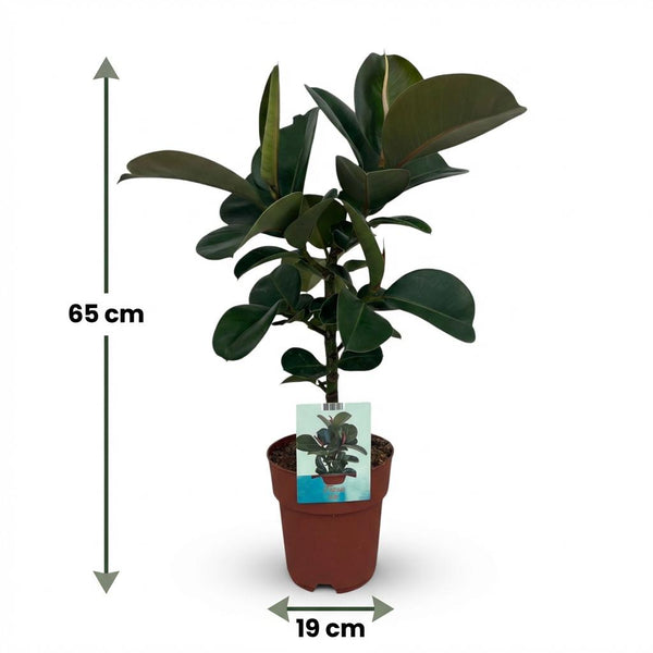 Rubberplant - Ficus elastica Cloe - Ø19cm - ↕65cm