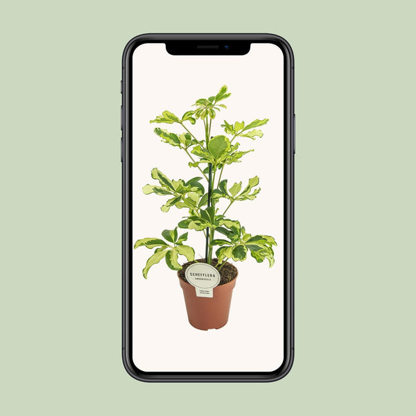 Vingerboom - Schefflera Charlotte - Ø13cm - ↕45cm