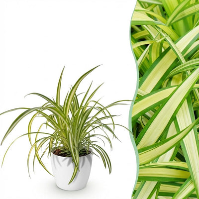 Bonte graslelie - Chlorophytum comosum 'Variegatum' - incl. sierpot wit - Ø12cm - ↕20cm