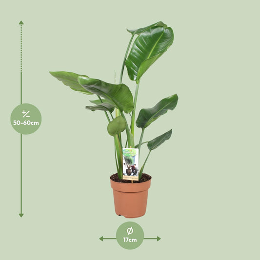 Witte paradijsvogelplant - Strelitzia nicolai - Ø17cm - ↕60cm