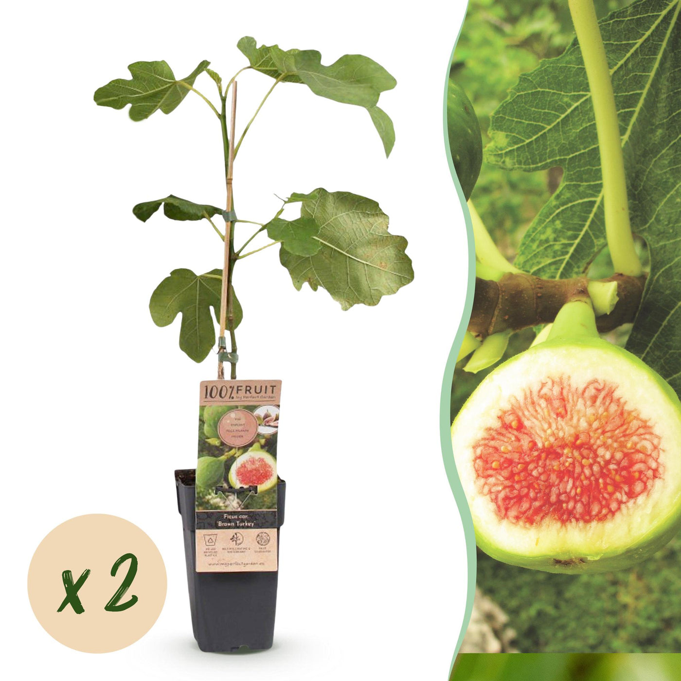 2x Vijgenboom - Ficus carica Brown Turkey - Ø15cm - ↕50cm