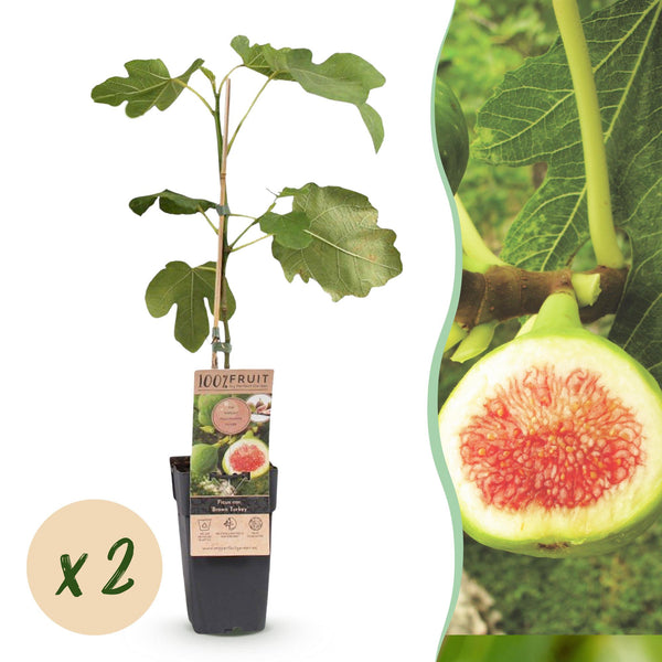 2x Vijgenboom - Ficus carica Brown Turkey - Ø15cm - ↕50cm