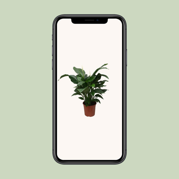 Lepelbloem - Spathiphyllum Sweet Silvana - Ø24cm - ↕80cm