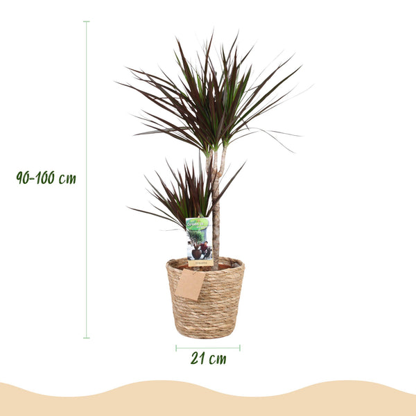 Drakenbloedboom - Dracaena Magenta - Ø21cm - ↕90-100cm