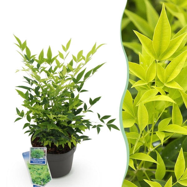 Hemelse bamboe - Nandina domestica 'Lemon & Lime' - Ø17cm - ↕45cm
