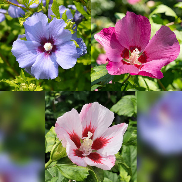 Hibiscus op stam - Hibiscus syriacus 'Tricolour'