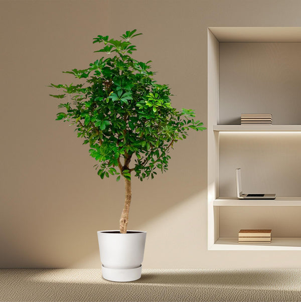 Vingerboom - Schefflera - Ø40cm - ↕200cm