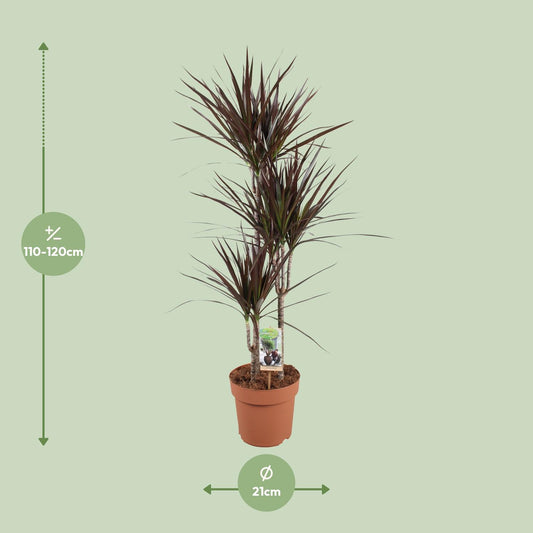 Drakenbloedboom - Dracaena Magenta - Ø21cm - ↕120cm