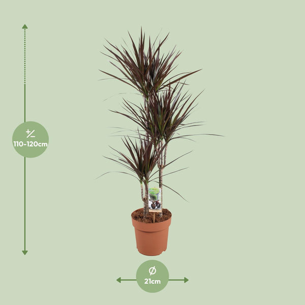 Drakenbloedboom - Dracaena Magenta - Ø21cm - ↕120cm