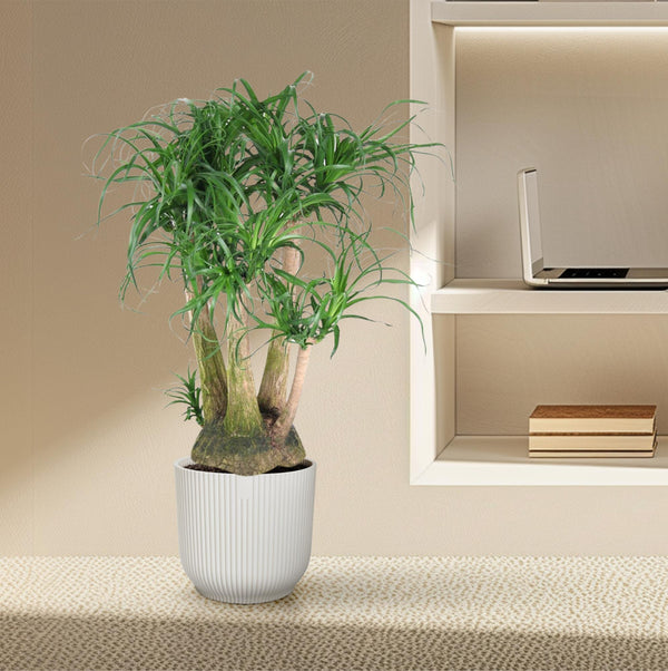 Beaucarnea vertakt - Ø41cm - ↕110cm