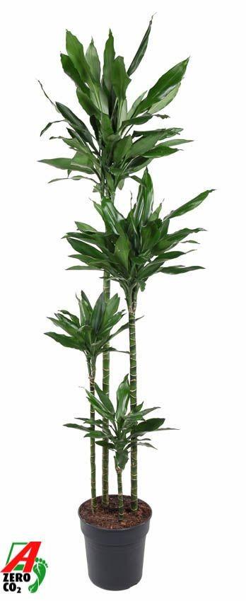 Drakenboom - Dracaena Janet Lind XXL - ↕180cm