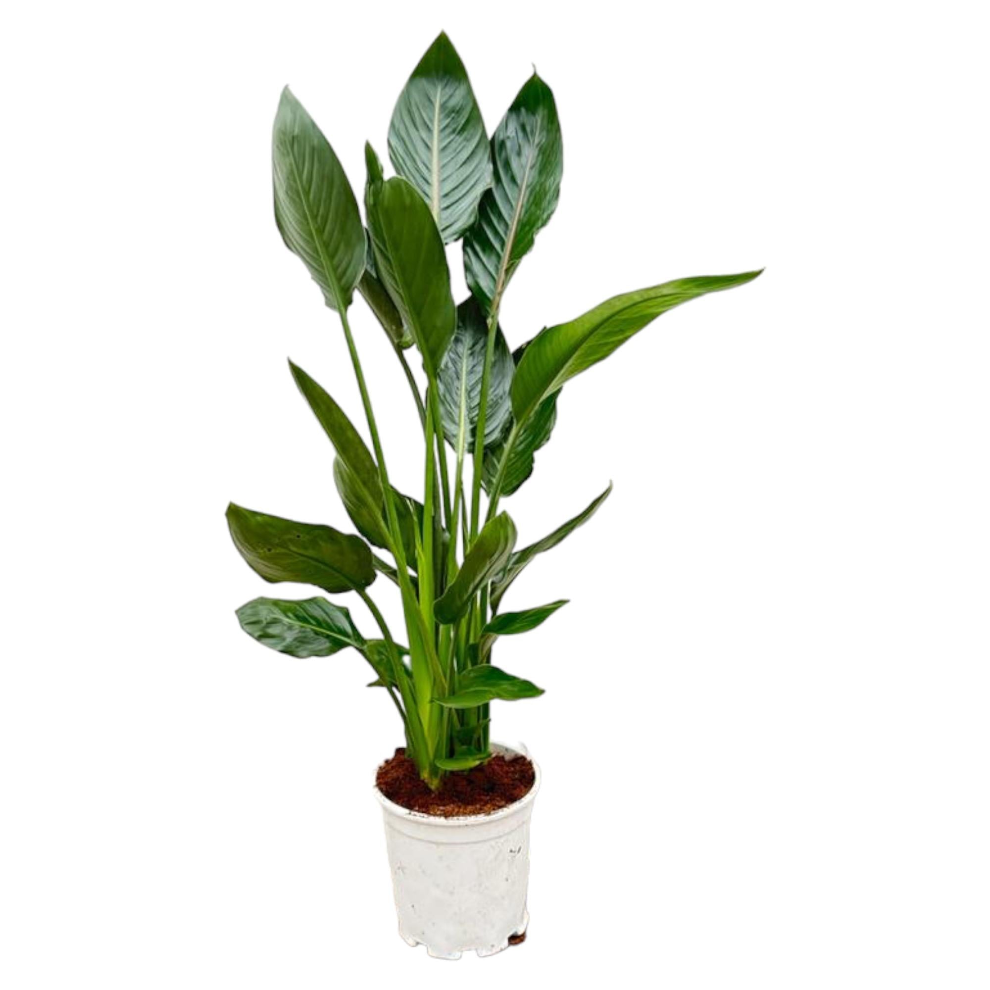Paradijsvogelplant - Strelitzia reginae - Ø21cm - ↕120cm