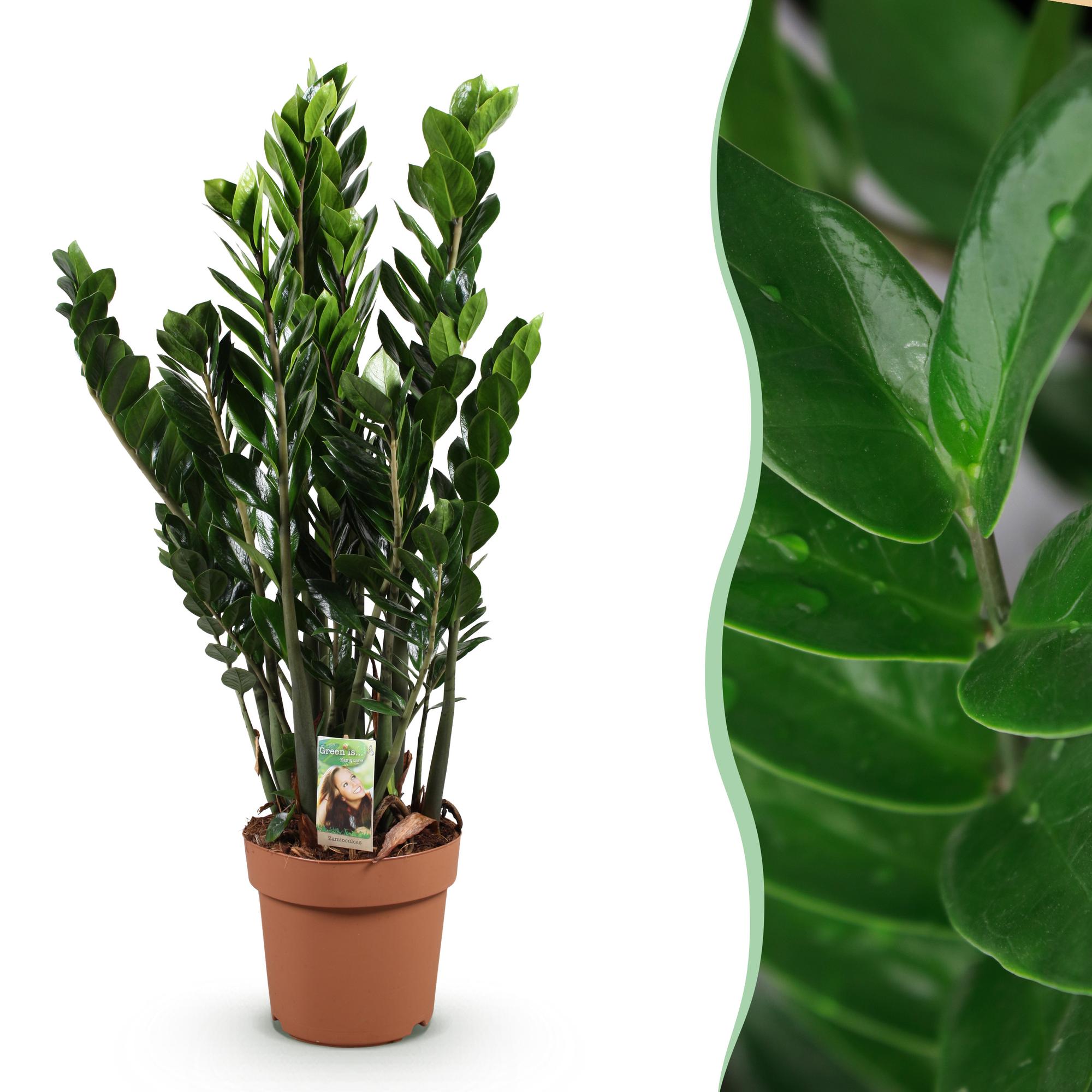 ZZ-plant - Zamioculcas - Ø21cm - ↕80-90cm