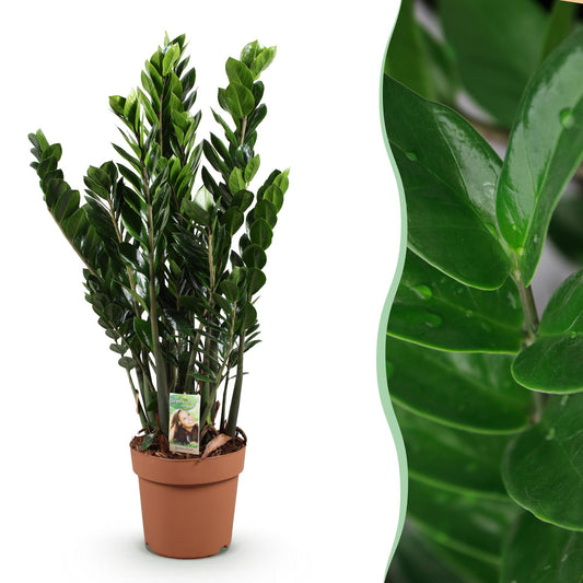 ZZ-plant - Zamioculcas - Ø21cm - ↕80-90cm