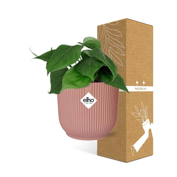 Philodendron Scandens - incl. Elho Vibes Fold Roze - ↕14cm